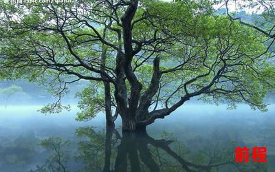 花水木(花水木：自然之美与心灵的栖息地)