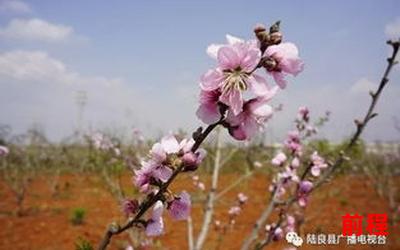 末世之桃花朵朵开(免费阅读)小说全文阅读无弹窗(末世桃花绽放全文免费阅读)